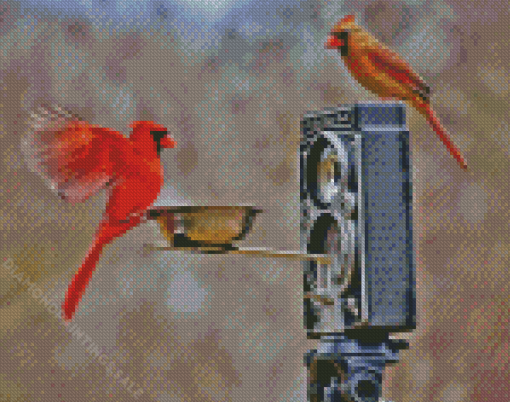 Birds And Camera Diamond Painting