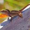 Anole Lizard Reptile Diamond Painting