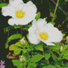 Cherokee Rose Blooming Flowers Diamond Painting