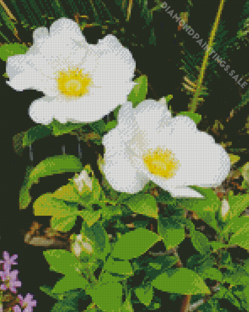 Cherokee Rose Blooming Flowers Diamond Painting