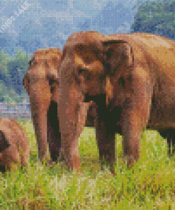 Elephants In Thailand Asia Diamond Painting