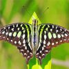 Green Black Butterfly Diamond Painting