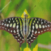 Green Black Butterfly Diamond Painting