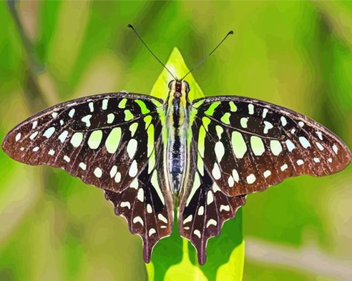 Green Black Butterfly Diamond Painting