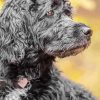 Grey Portuguese Water Dog Diamond Painting