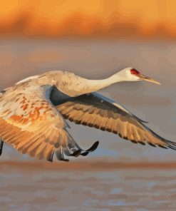 Sandhill Crane Diamond Painting