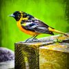 The Baltimore Oriole Diamond Painting