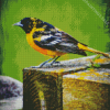 The Baltimore Oriole Diamond Painting