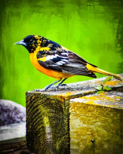 The Baltimore Oriole Diamond Painting