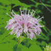 Wild Bergamot Flower Diamond Painting