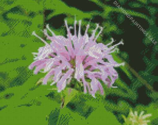 Wild Bergamot Flower Diamond Painting