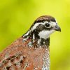 Bobwhite Quail Bird Diamond Painting