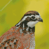 Bobwhite Quail Bird Diamond Painting