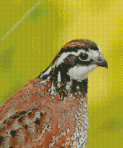 Bobwhite Quail Bird Diamond Painting