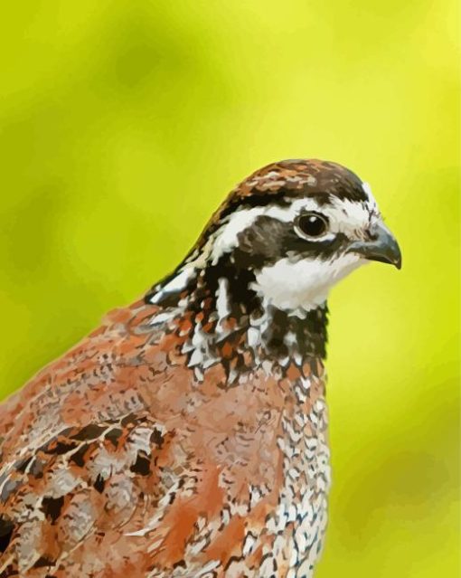 Bobwhite Quail Bird Diamond Painting