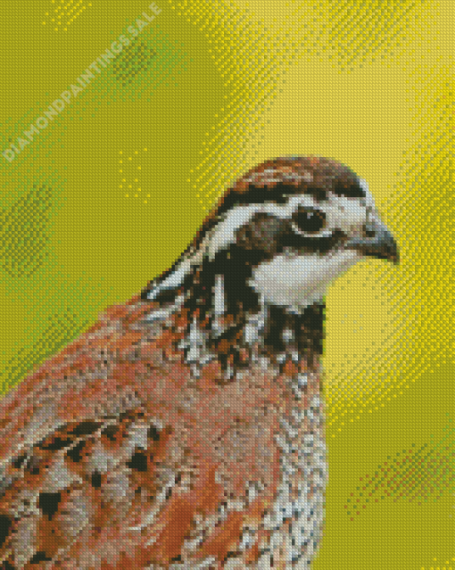 Bobwhite Quail Bird Diamond Painting