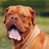 Brown French Mastiff Diamond Painting