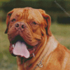 Brown French Mastiff Diamond Painting