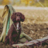 Brown Working Spaniel Diamond Painting