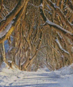 Dark Hedges In Snow Diamond Painting
