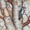 Downy Woodpecker On Birch Diamond Painting
