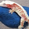 Crested Gecko Diamond Painting