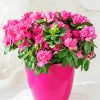 Pink Flowering Plants Vase Diamond Painting