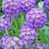 Primula Denticulata Purple Diamond Painting