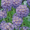 Primula Denticulata Purple Diamond Painting