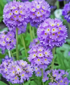 Primula Denticulata Purple Diamond Painting