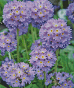 Primula Denticulata Purple Diamond Painting