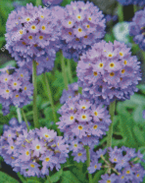 Primula Denticulata Purple Diamond Painting