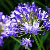 Agapanthus Plant Diamond Painting