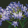 Agapanthus Plant Diamond Painting