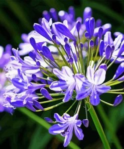 Agapanthus Plant Diamond Painting