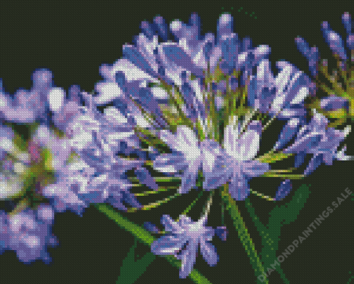 Agapanthus Plant Diamond Painting