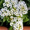 Alyssum Plant Diamond Painting