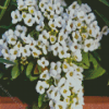 Alyssum Plant Diamond Painting