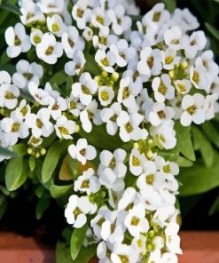 Alyssum Plant Diamond Painting