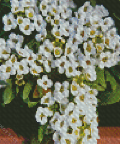 Alyssum Plant Diamond Painting