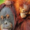 Baby Orangutan Diamond Painting