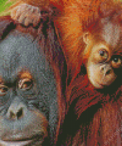 Baby Orangutan Diamond Painting