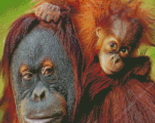 Baby Orangutan Diamond Painting