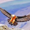 Bearded Vulture Bird Diamond Painting