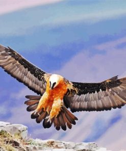 Bearded Vulture Bird Diamond Painting