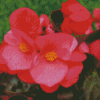 Begonia Plant Diamond Painting