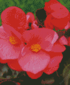 Begonia Plant Diamond Painting