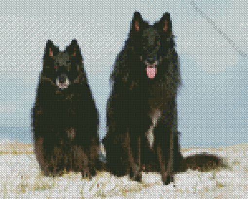 Belgian Sheepdogs Diamond Painting