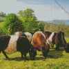 Belted Galloway Diamond Painting