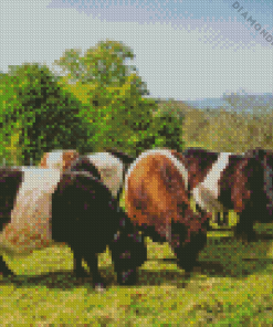 Belted Galloway Diamond Painting